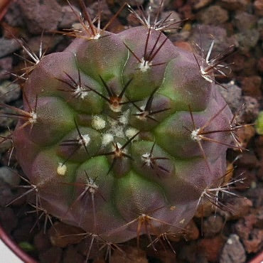 Copiapoa griseoviolacea X columna-alba GG6