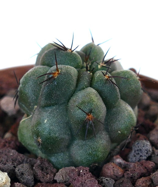 Copiapoa cinerea KIKKO x hypogea H73