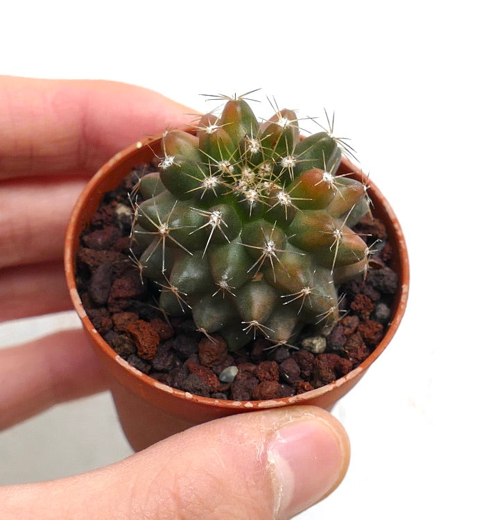 Copiapoa humilis VARIEGATED H9-PNTT