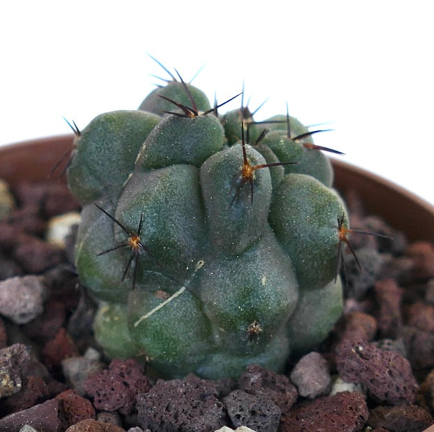 Copiapoa cinerea KIKKO x hypogea H73