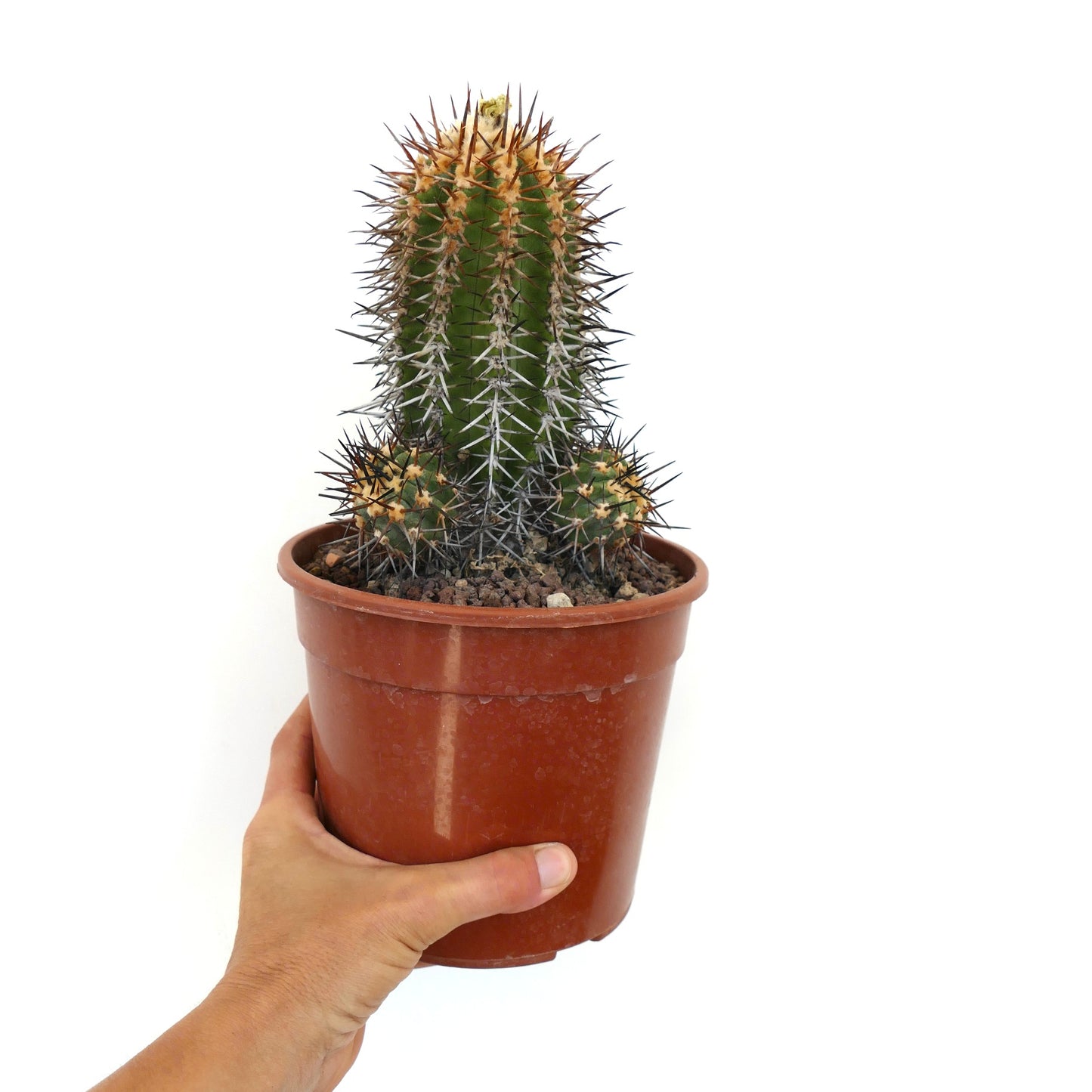 Copiapoa marginata 3 HEADS T56