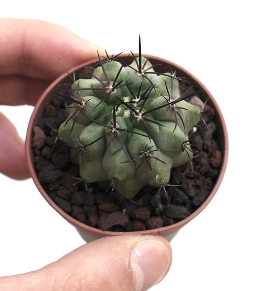 Copiapoa cinerea X atacamnensis INP8