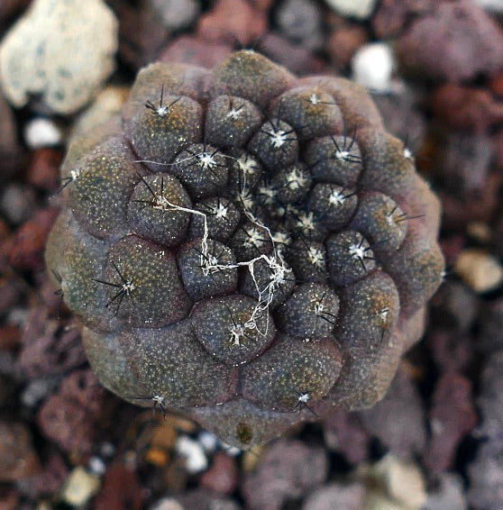 Copiapoa hypogaea 12RT