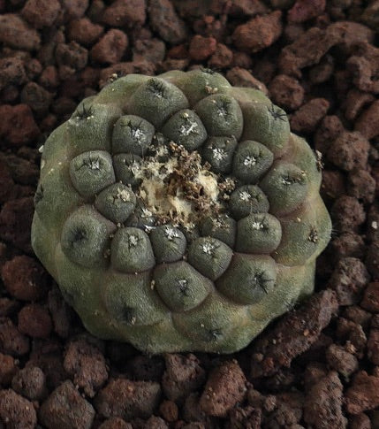 Copiapoa hypogaea