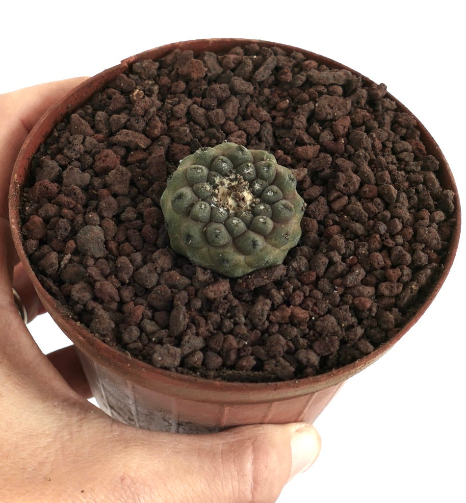 Copiapoa hypogaea