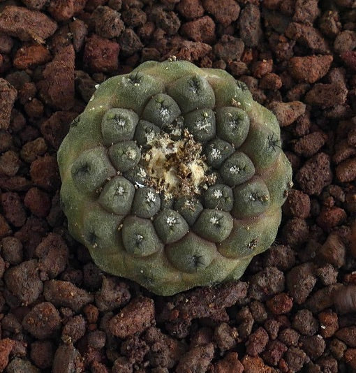 Copiapoa hypogaea