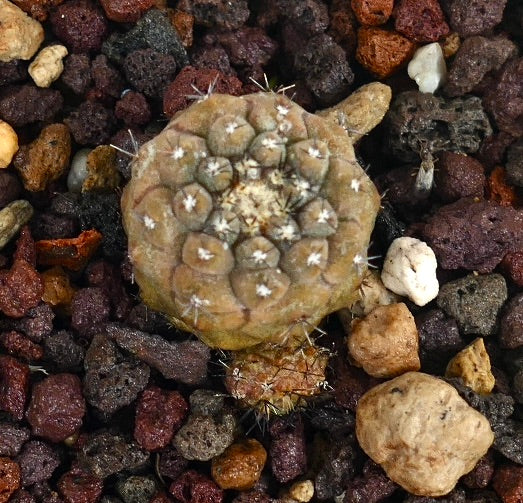 Petite grappe de cactus succulent Copiapoa hypogaea avec tubercules arrondis et épines clairsemées