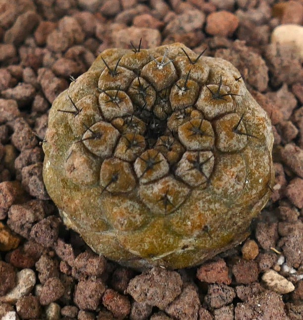 Copiapoa hypogaea small round succulent cactus with brown textured surface and short spines