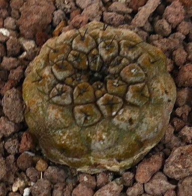 Copiapoa hypogaea rare brown succulent cactus with textured surface and short spines