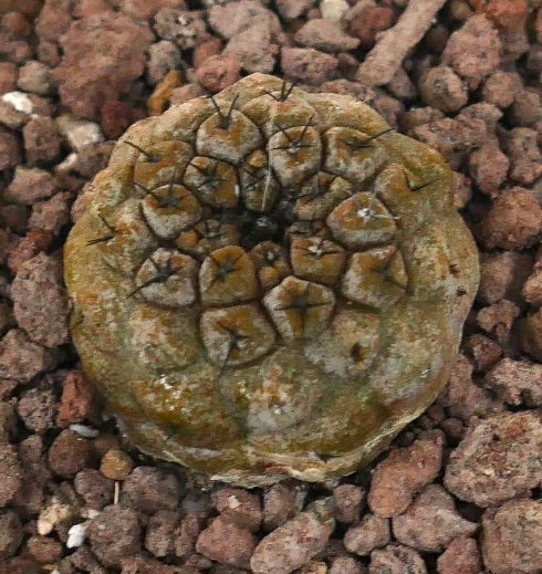 Copiapoa hypogaea small round brown succulent cactus with short dark spines on rocky soil