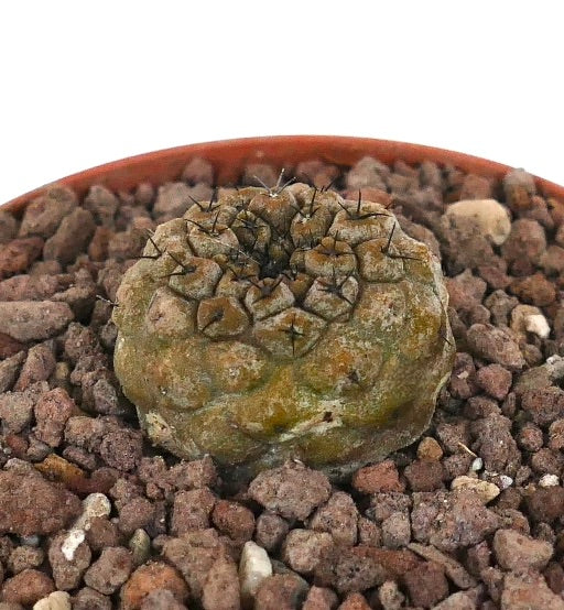 Copiapoa hypogaea small round succulent cactus with brown textured surface and short spines