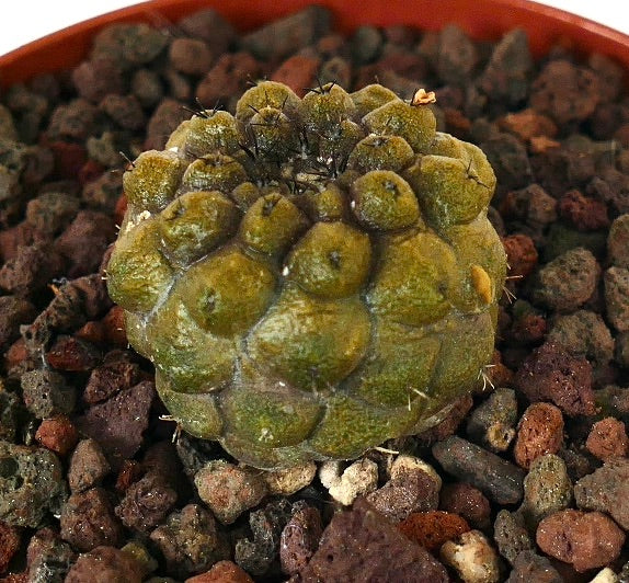Copiapoa hypogaea raro cactus succulento con tubercoli arrotondati e spine rade in terreno vulcanico