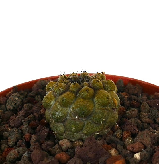 Copiapoa hypogaea raro cactus succulento con tubercoli arrotondati e piccole spine in vaso