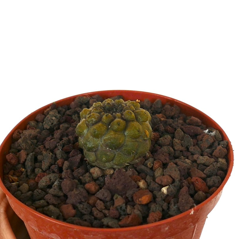 Piccolo raro cactus succulento Copiapoa hypogaea con tubercoli arrotondati in terreno roccioso