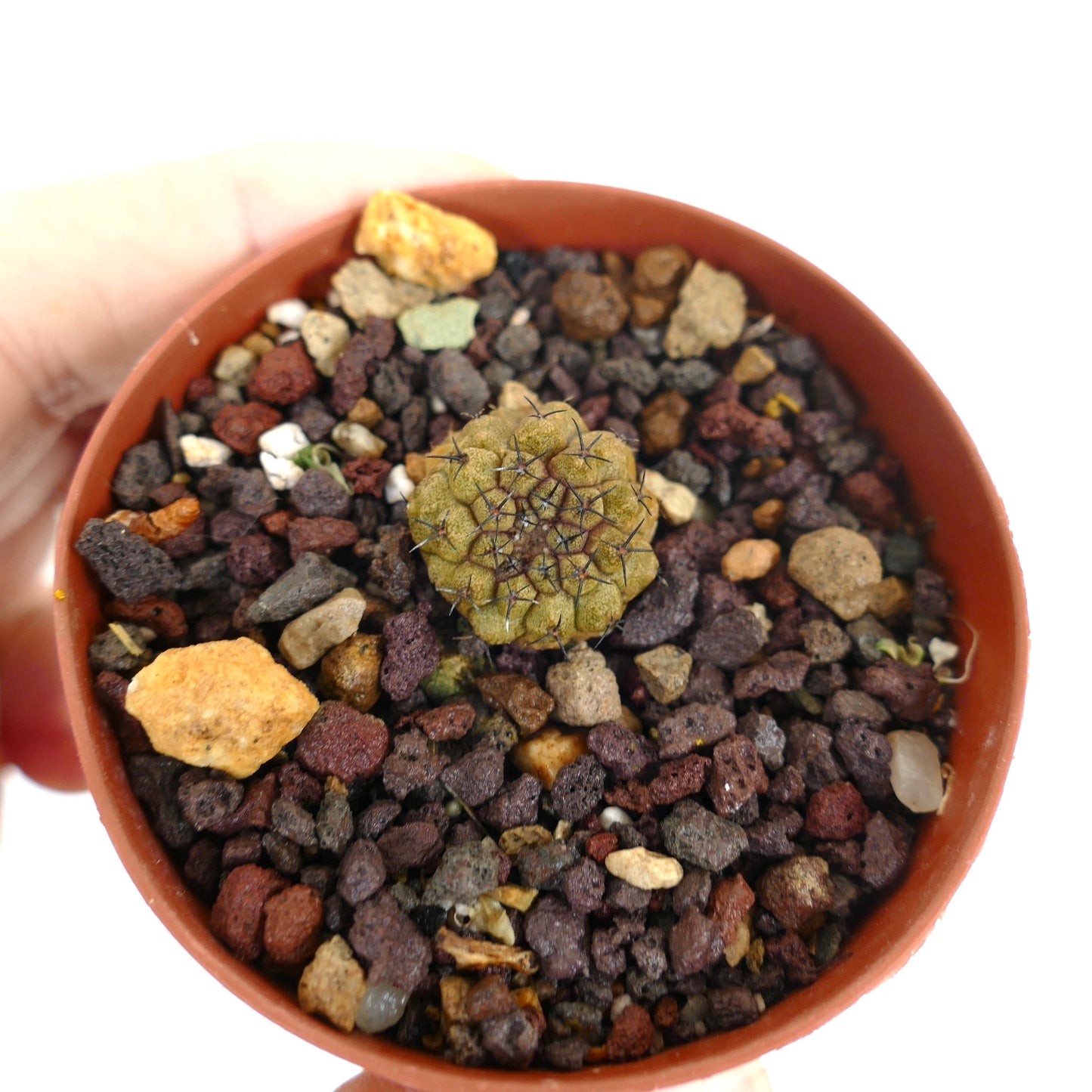 Copiapoa hypogaea small round cactus with dark spines and textured green surface in pot
