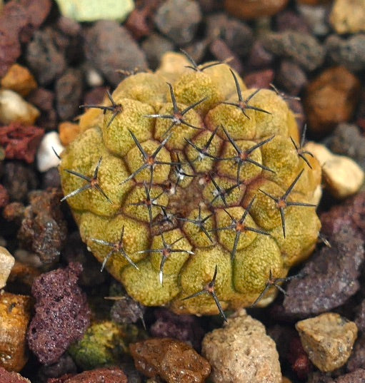 Copiapoa hypogaea small round cactus with dense dark spines and textured yellow-green surface