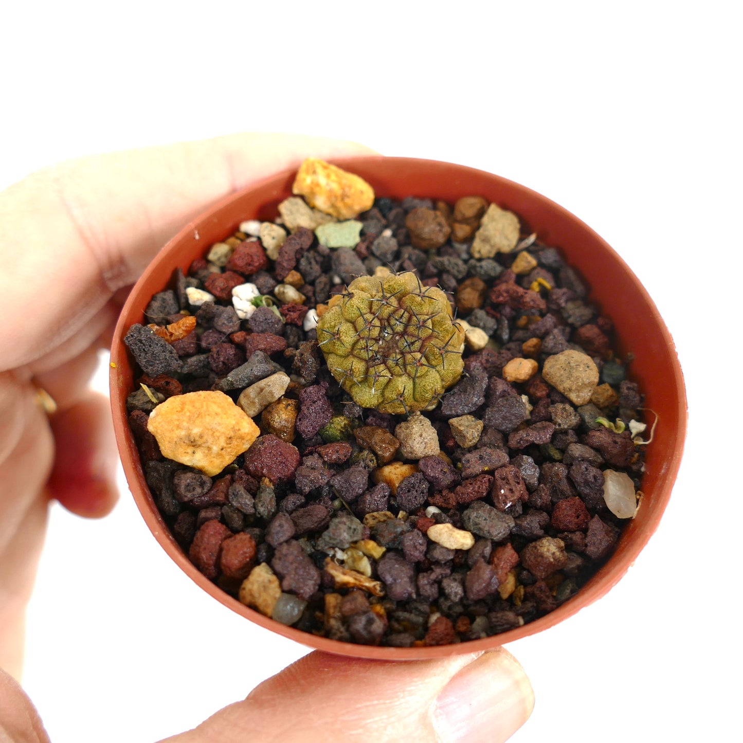Copiapoa hypogaea small round cactus with dark spines and textured green surface in pot