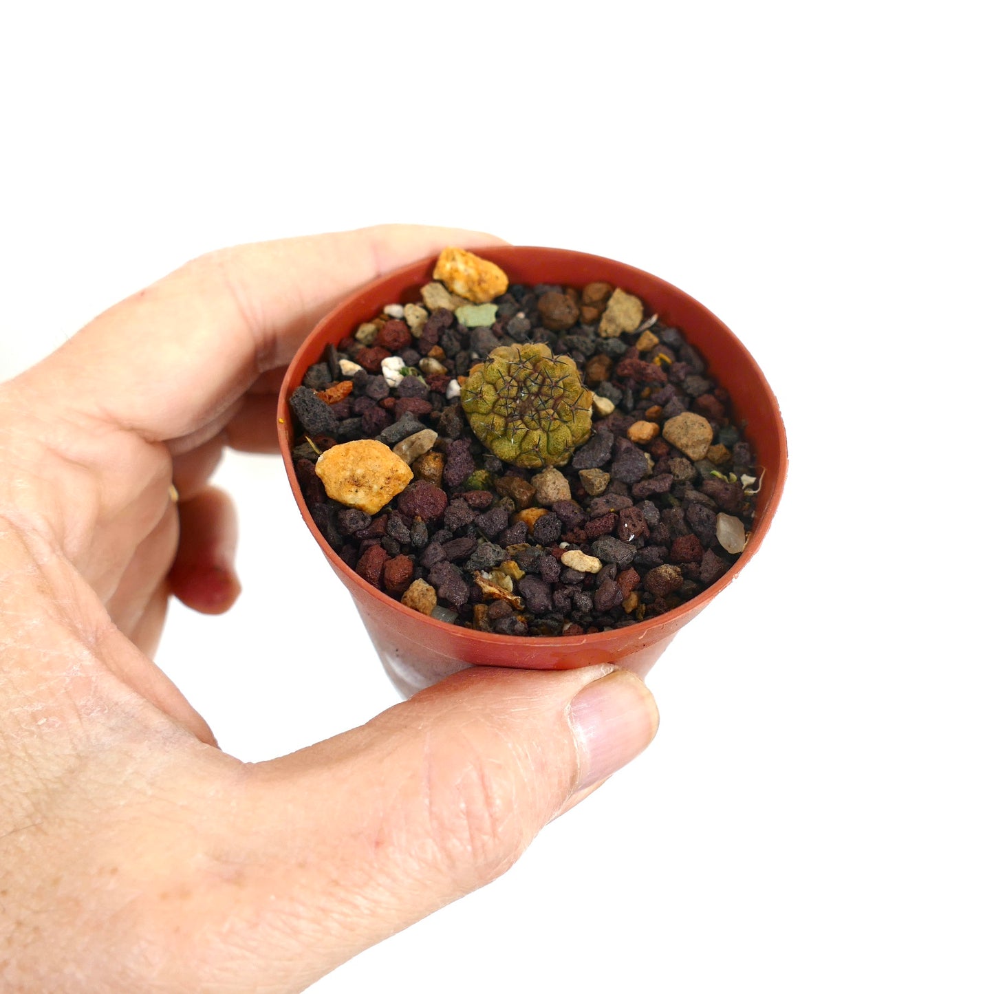 Copiapoa hypogaea small round succulent cactus with dark spines in rocky soil