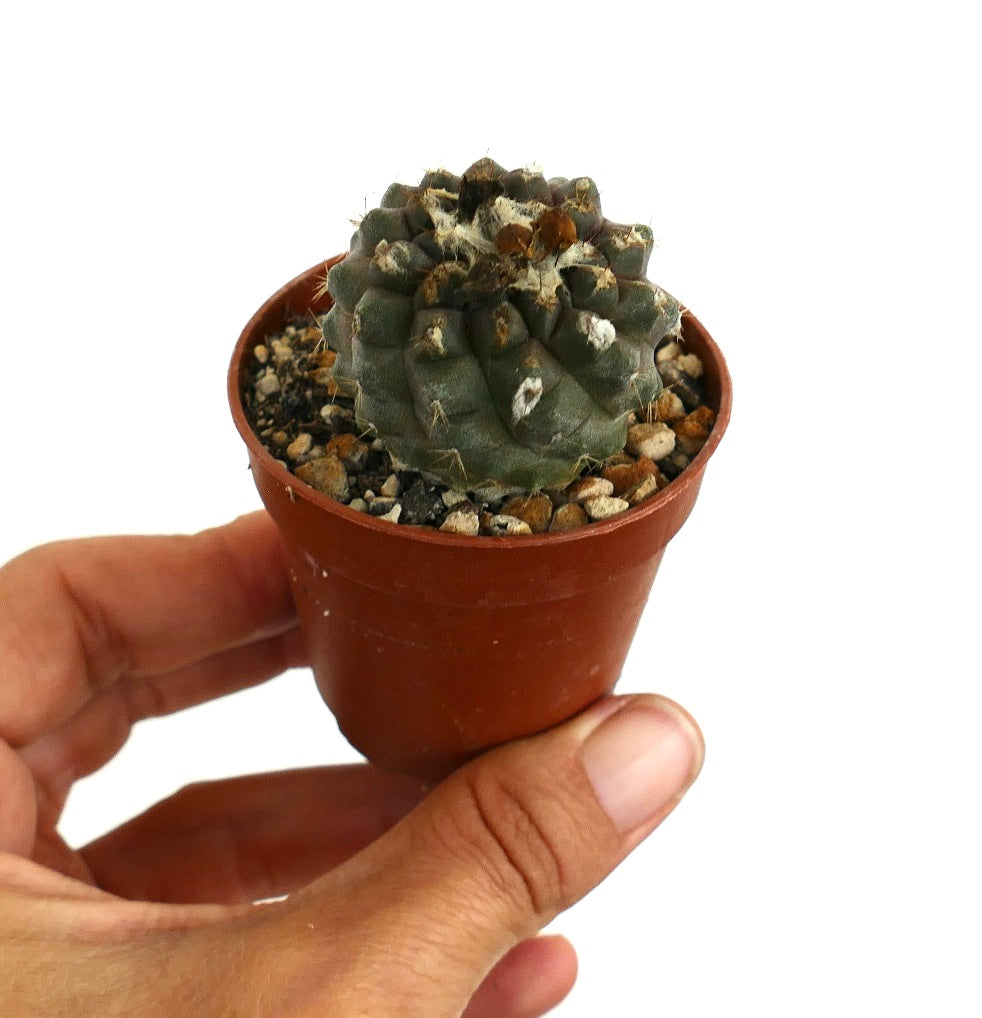 Rare small Copiapoa hypogaea succulent cactus in brown nursery pot held by hand