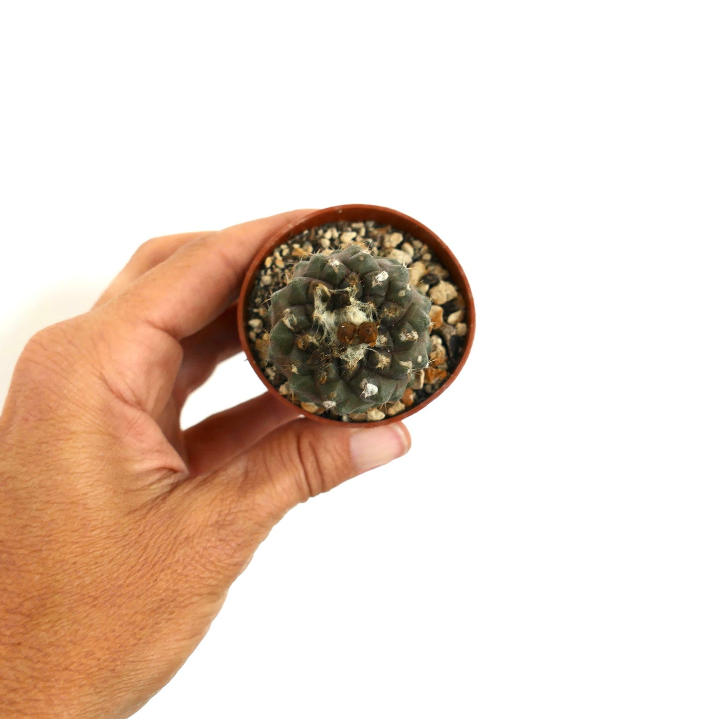 Rare small Copiapoa hypogaea succulent cactus with textured green body in pot