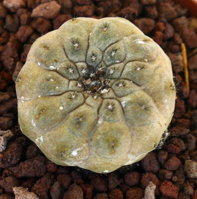 Copiapoa hypogaea rare round succulent cactus with small spines and textured surface