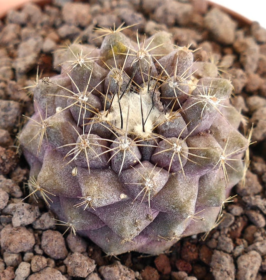 Copiapoa hypogaea x tenuissima small purple succulent cactus with sharp spines and textured surface