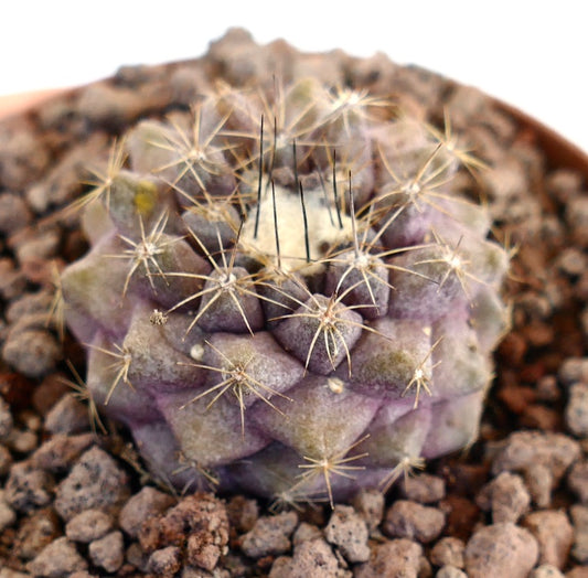 Copiapoa hypogaea x tenuissima rare small purple succulent cactus with long central spines