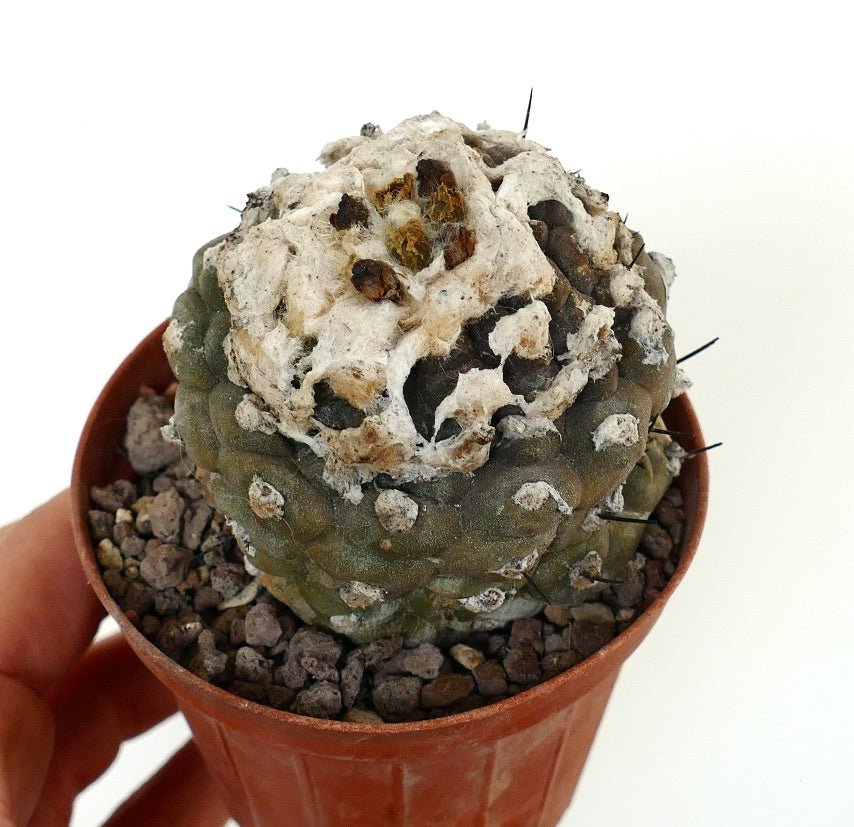 Copiapoa hypogaea rare succulent cactus with woolly top and dark spines in small pot