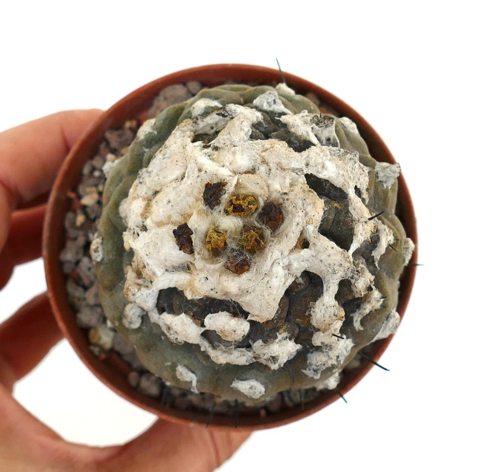 Copiapoa hypogaea rare succulent cactus with woolly white areoles and dark spines in small pot