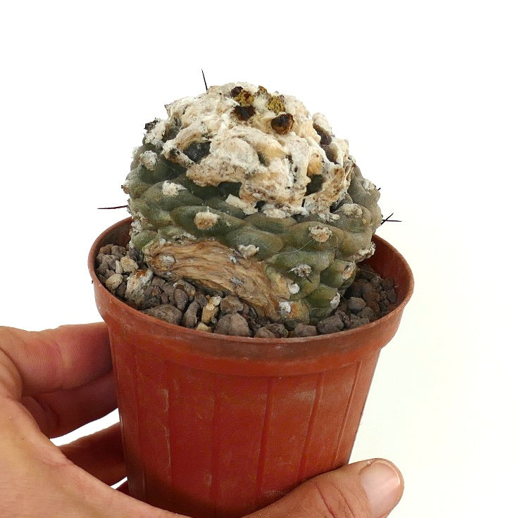 Copiapoa hypogaea rare succulent cactus with woolly white areoles and textured green body in pot