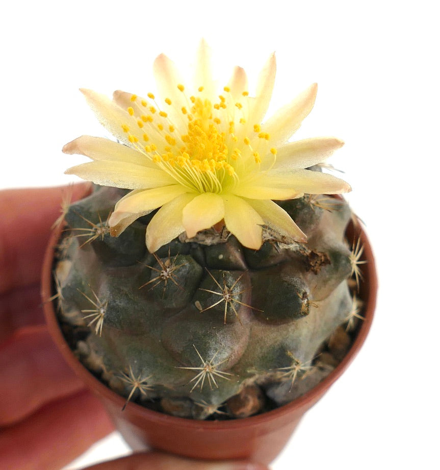 Copiapoa hypogaea piccolo cactus verde scuro con delicato fiore giallo pallido in fiore