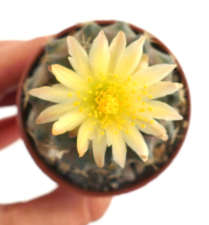 Copiapoa hypogaea piccolo cactus verde scuro con delicato fiore giallo pallido