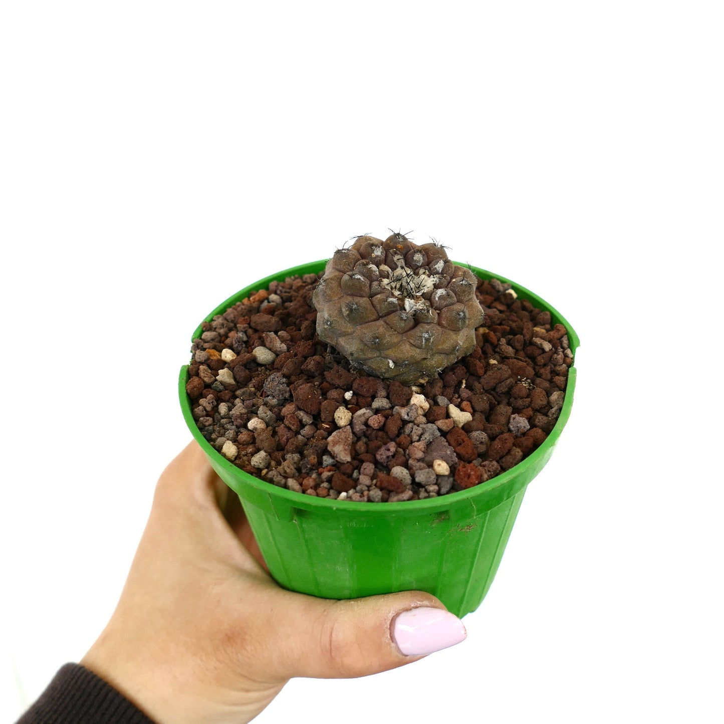 Copiapoa hypogaea small rare succulent cactus with dark spines in green pot
