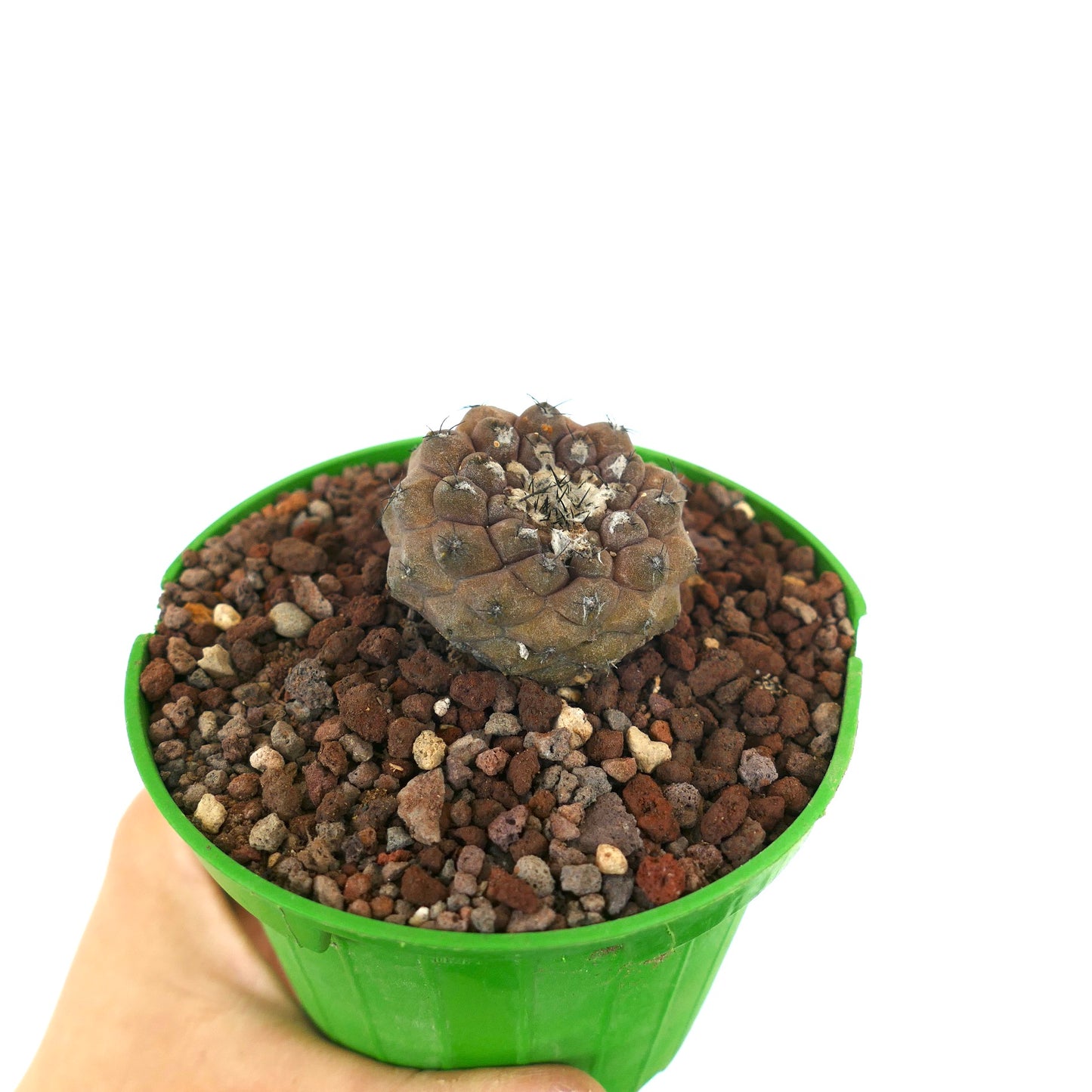 Copiapoa hypogaea small rare brown cactus with short spines in green pot