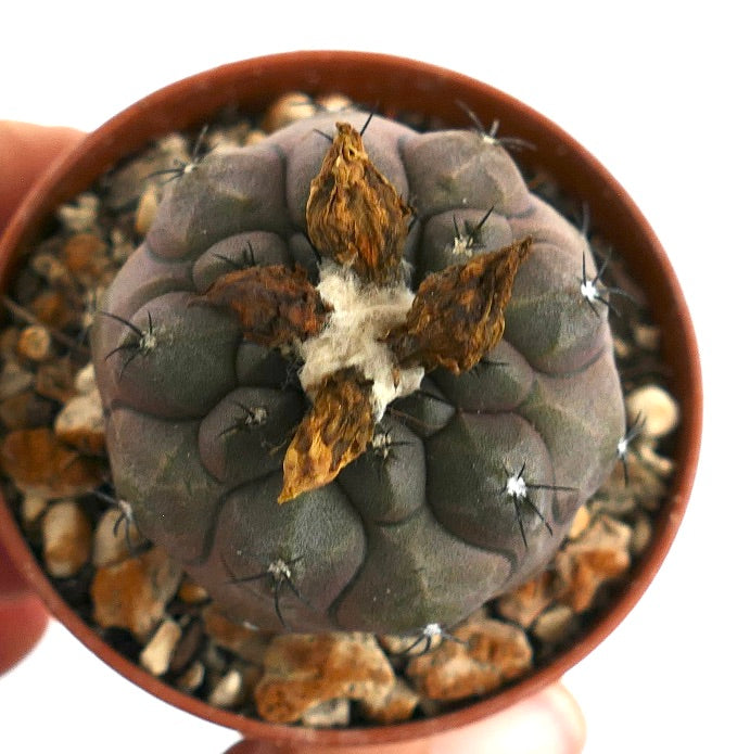 Copiapoa hypogaea suculenta rara con espinas oscuras y restos de flores secas