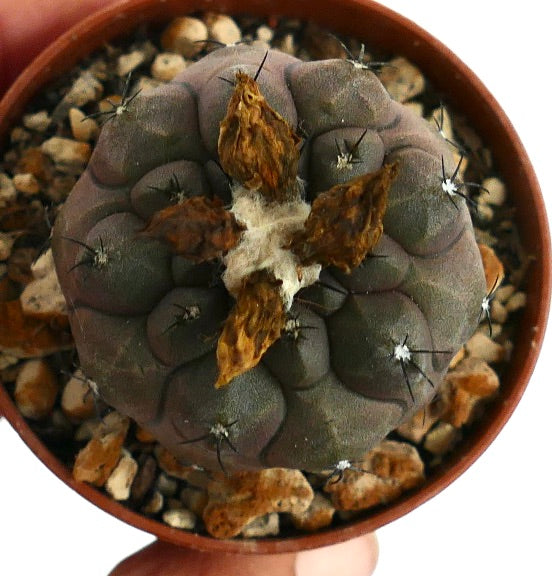 Copiapoa hypogaea raro cactus suculento con color seleccionado y espinas oscuras