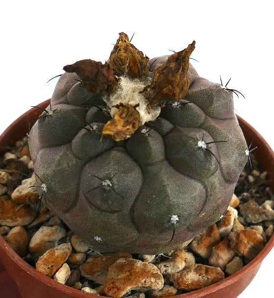 Copiapoa hypogaea suculenta rara con espinas seleccionadas y color gris apagado