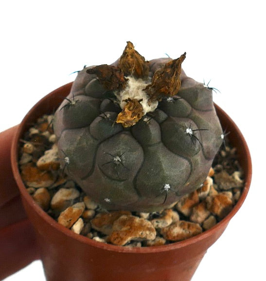 Copiapoa hypogaea raro cactus suculento con espinas selectas y coloración única
