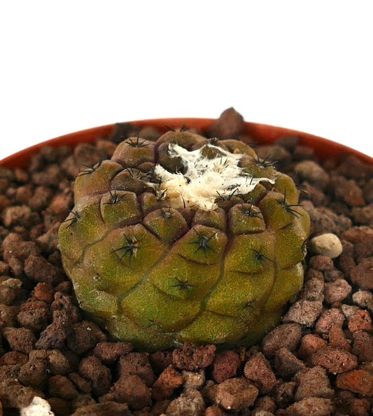 コピアポア・ヒポガエア―稀少な多肉植物のサボテンで、瘤状の胴体と中央に綿毛状の腋毛があります