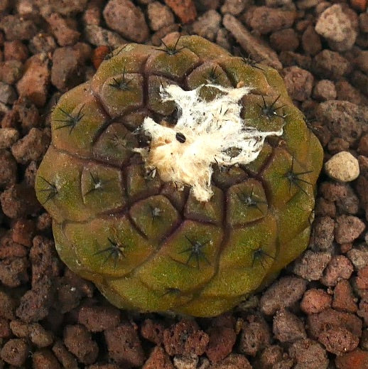 Copiapoa hypogaea small round cactus with dark spines and woolly center on rocky soil