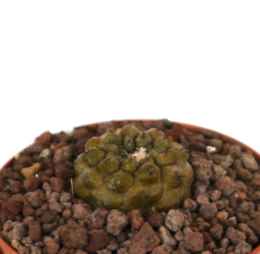 Copiapoa hypogaea rare small succulent cactus with rounded tubercles and earthy green color