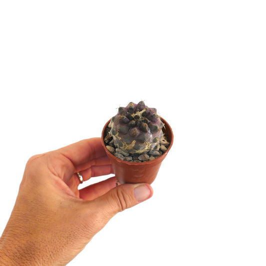 コピアポア・ヒポガエア 珍しい紫色の多肉質サボテン、小さな金色の棘と独特な表面テクスチャー