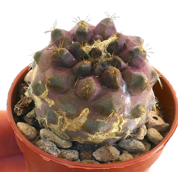 コピアポア・ヒポガエア 紫色の多肉質サボテン 小さな棘と質感のある表面