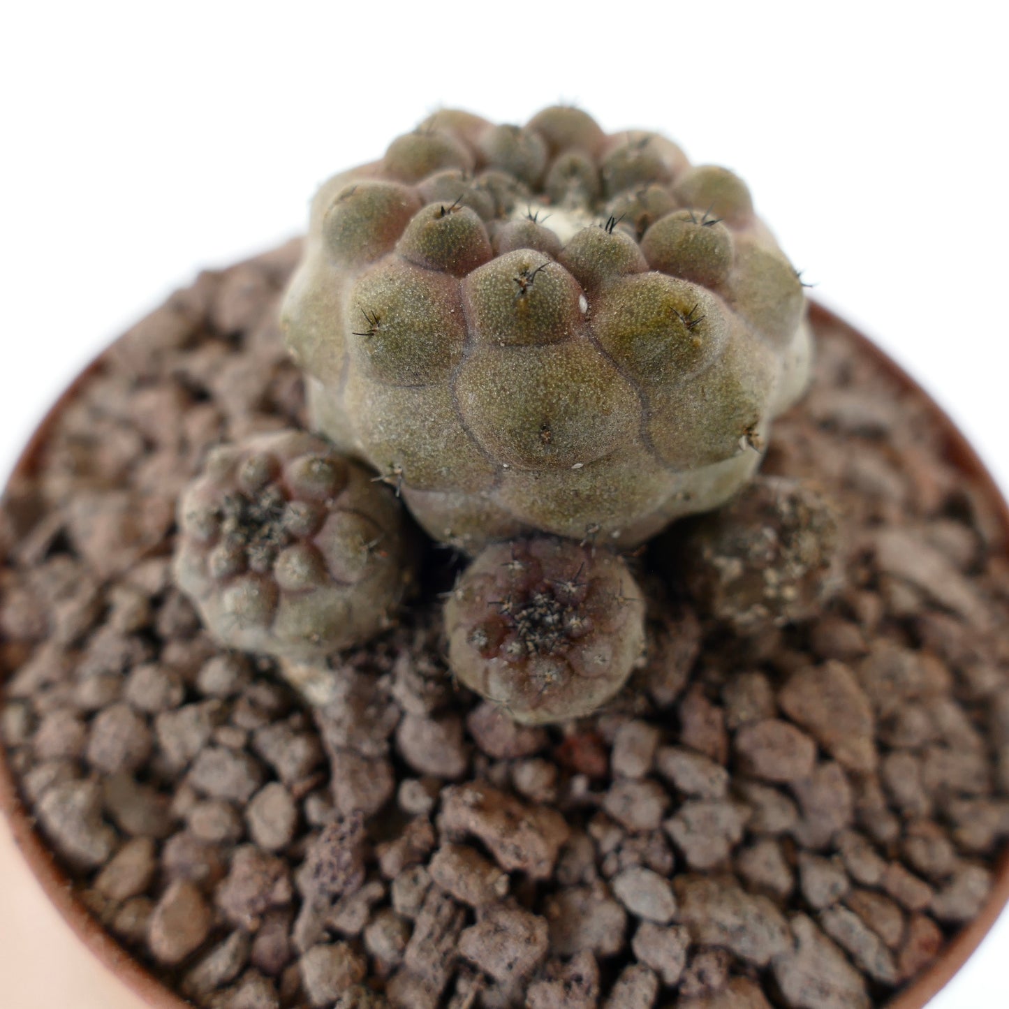 Copiapoa hypogaea succulent cactus with small clustered multi-heads and fine spines