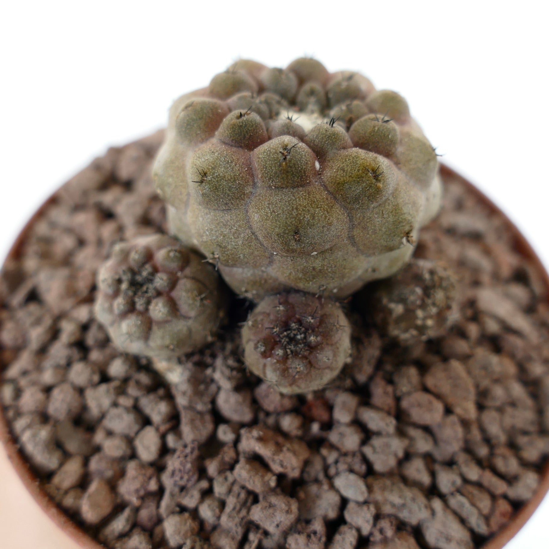 Copiapoa hypogaea succulent cactus with small clustered multi-heads and fine spines