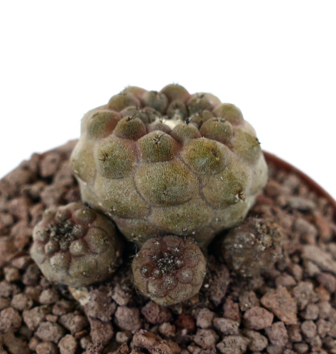 Copiapoa hypogaea rare succulent cactus with clustered rounded tubercles and small spines