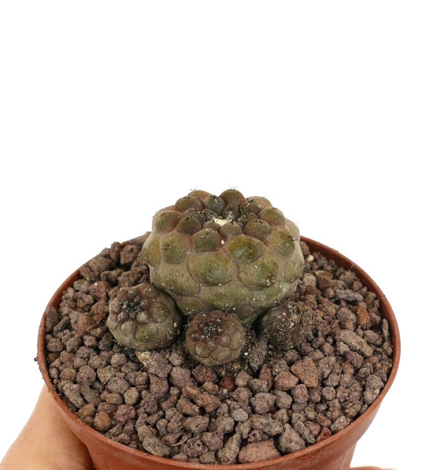 Copiapoa hypogaea succulent cactus with small rounded multi-head clusters in pot