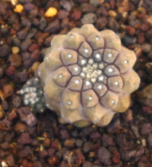 コピアポア・ヒポガエア 小型多肉サボテン、丸みを帯びたこぶと細い棘が岩の多い土壌に生える