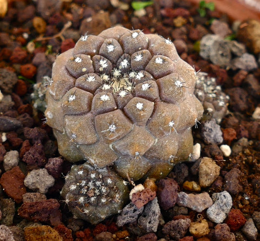 コピアポア・ヒポガエア 珍しい小型群生サボテン、丸みのあるいぼとまばらな白い棘