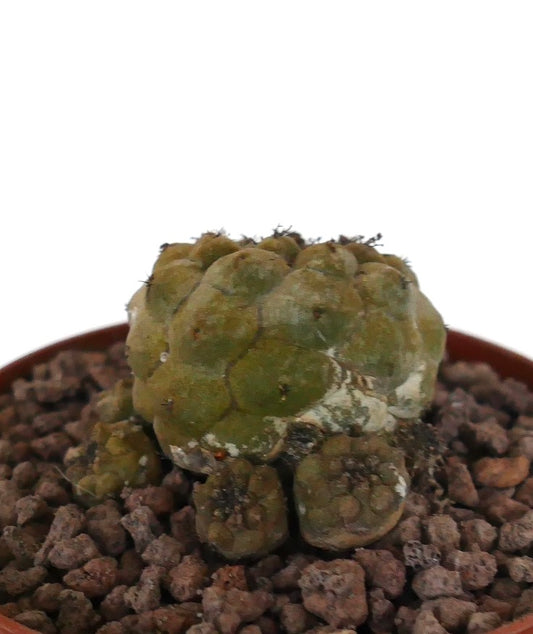 コピアポア・ヒポガエア 小さな群生多肉植物 サボテン 丸みを帯びたこぶとまばらなとげ